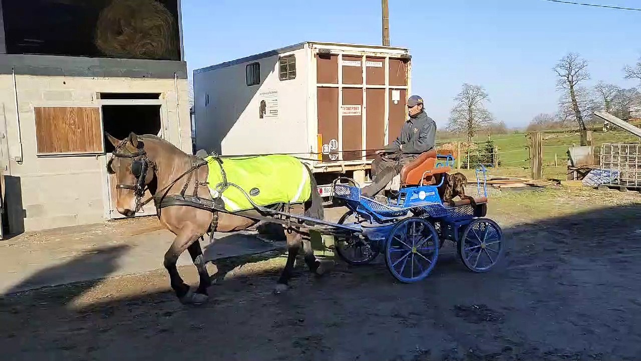 Les chevaux de la race COB normand seront représentés au salon de l'agriculture 2023