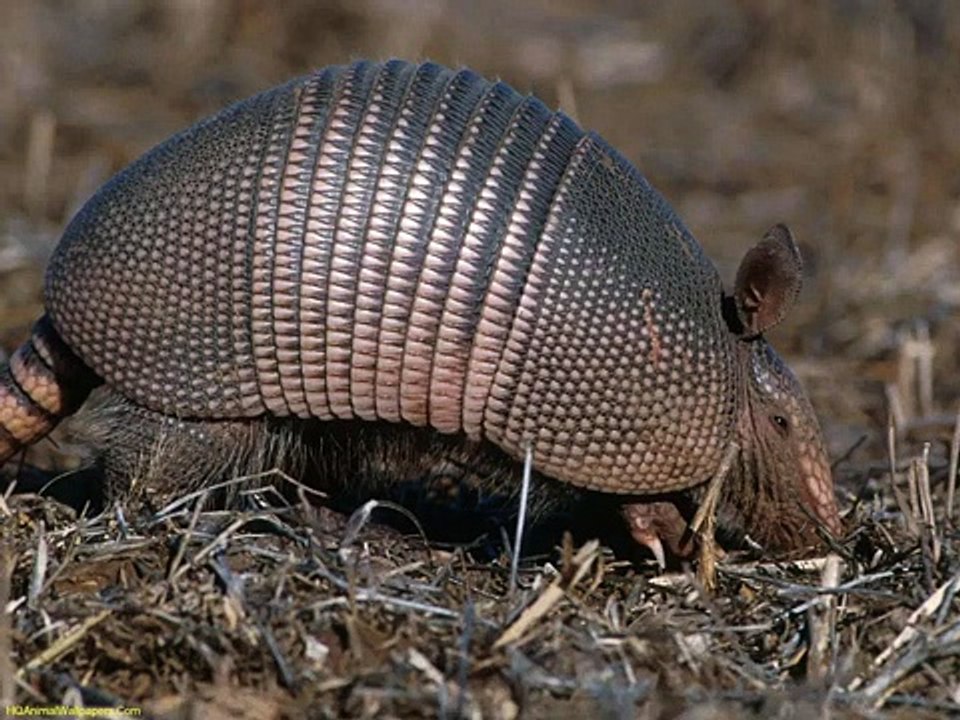 Animals A-Z - 3