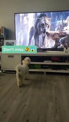Dog Gets Confused When Video of Birds Pauses on TV
