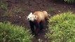 Introducing the Amazing Animals of the Panda Trek at the San Diego Zoo