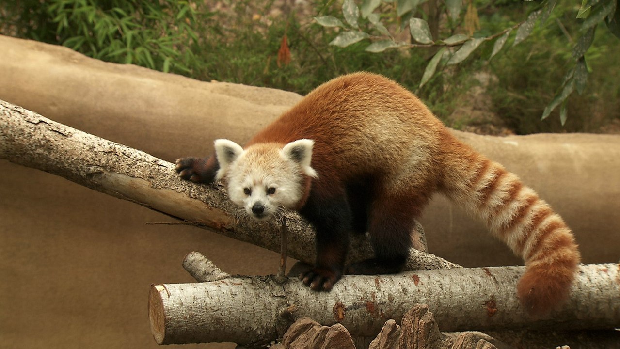 Panda Trek: Amazing Animals Unveiled at San Diego Zoo