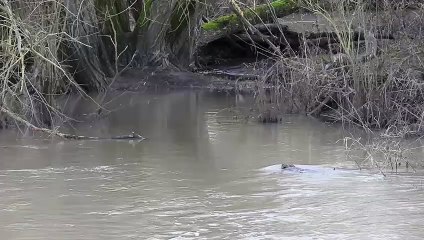 The first sighting of a beaver at Conningbrook Lakes Country Park in Ashford