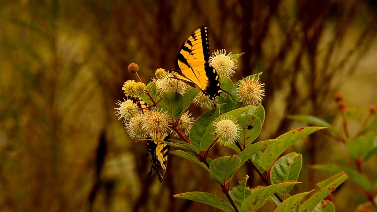 How to Plant and Grow Buttonbush