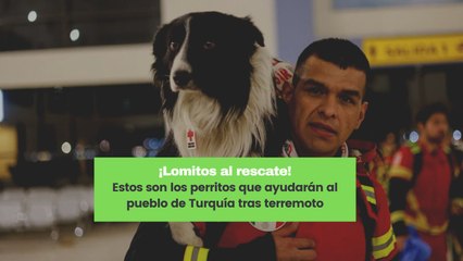 ¡Lomitos al rescate! Estos son los perritos que ayudarán al pueblo de Turquía tras terremoto