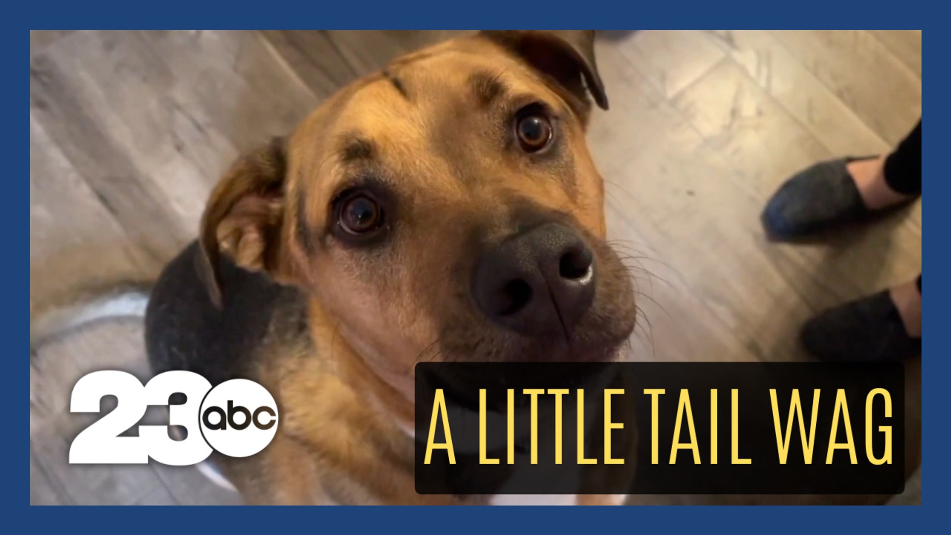 ⁣Teen works to help animal shelter