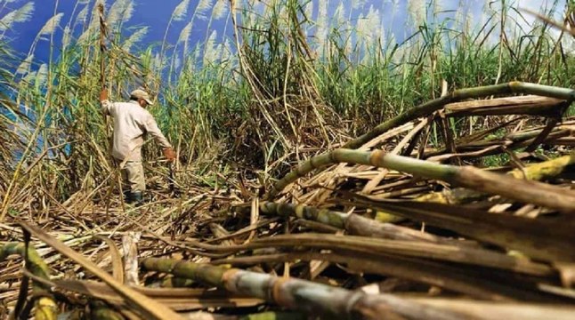 Gobierno Nacional se pronunció tras el asesinato de dos campesinos en Cauca