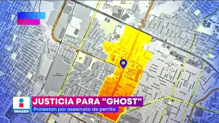 Exigen justicia para "Ghost", perrito asesinado en Saltillo