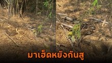 หนุ่มสะพรึง ! เจองูเหลือมอยู่เป็นดง ยกมาทั้งครอบครัว บรึ๋ยยยย... ขนลุก