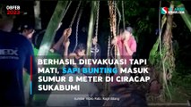 Berhasil Dievakuasi Tapi Mati, Sapi Bunting Masuk Sumur 8 Meter di Ciracap Sukabumi