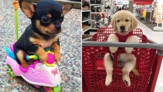 Baby Dogs  Cute and Funny Dog Videos Compilation #4 | HaHa Animals