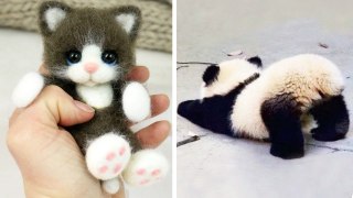 Cute baby animals Videos Compilation cute moment of the animals | HaHa Animals