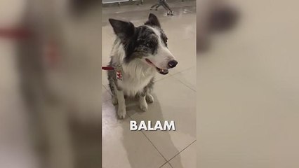 Meksika'nın kahraman kurtarma köpekleri Türkiye'ye geliyor