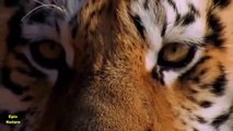 Majestic Wild Tigers - Big Cats Fighting for Survival (Nature Documentary)