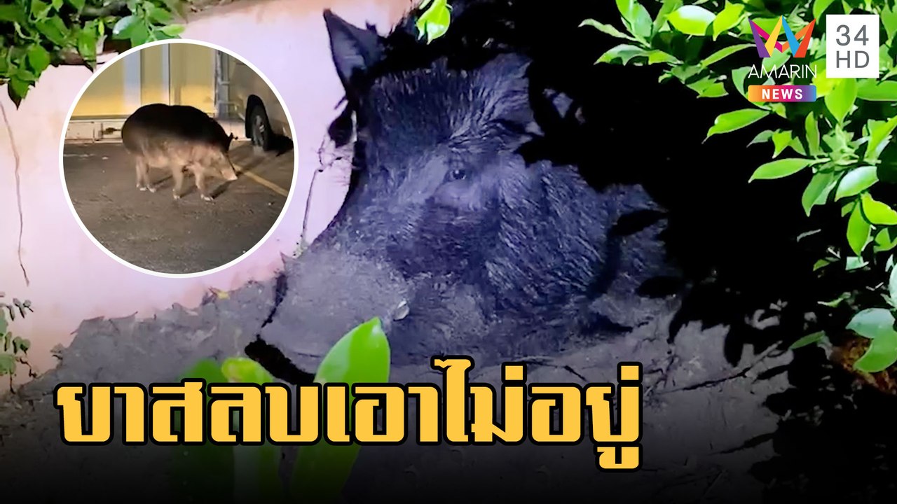 หมูป่าป่วนเมือง ยิงลูกดอกยาสลบ 5 เข็มยังเอาไม่อยู่ | ข่าวเที่ยงอมรินทร์ | 8 ก.พ.66