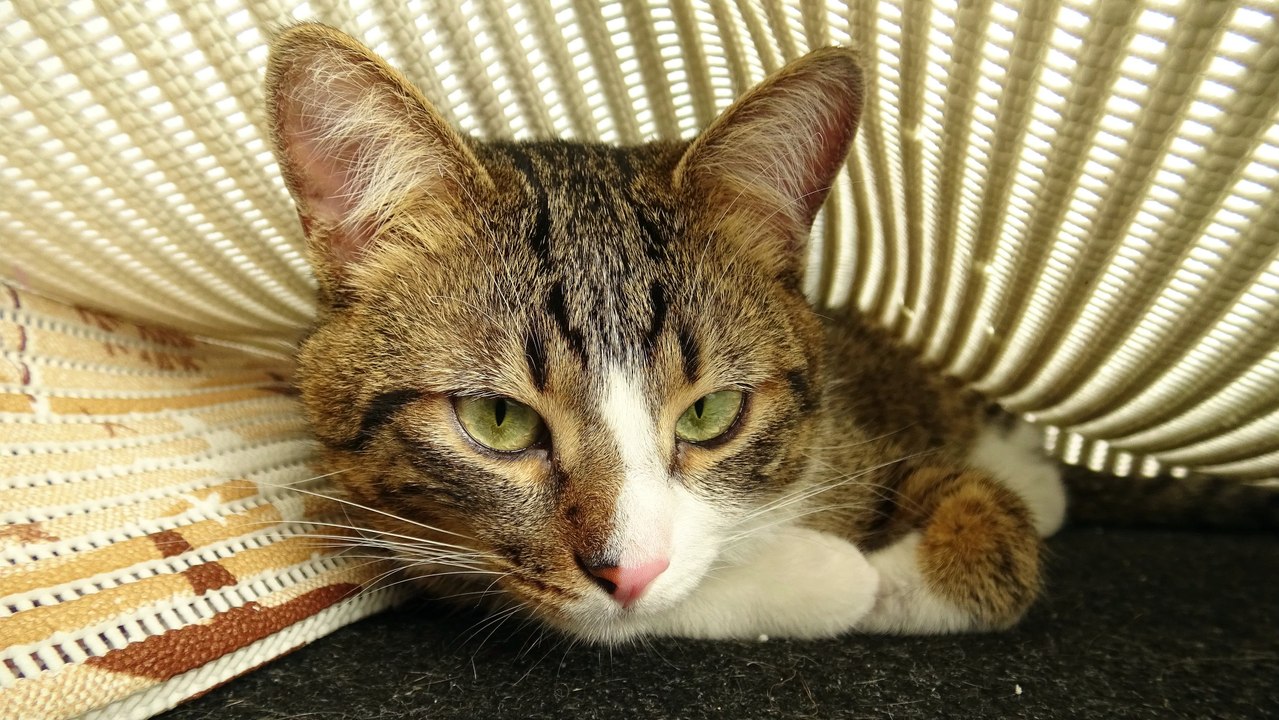 Cat Photography 95
