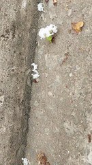 Ant Carries Oversized Flower