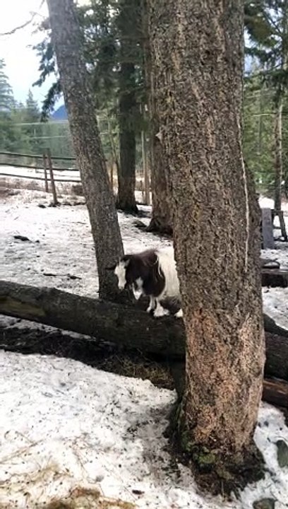Fainting Goat Is Determined To Succeed