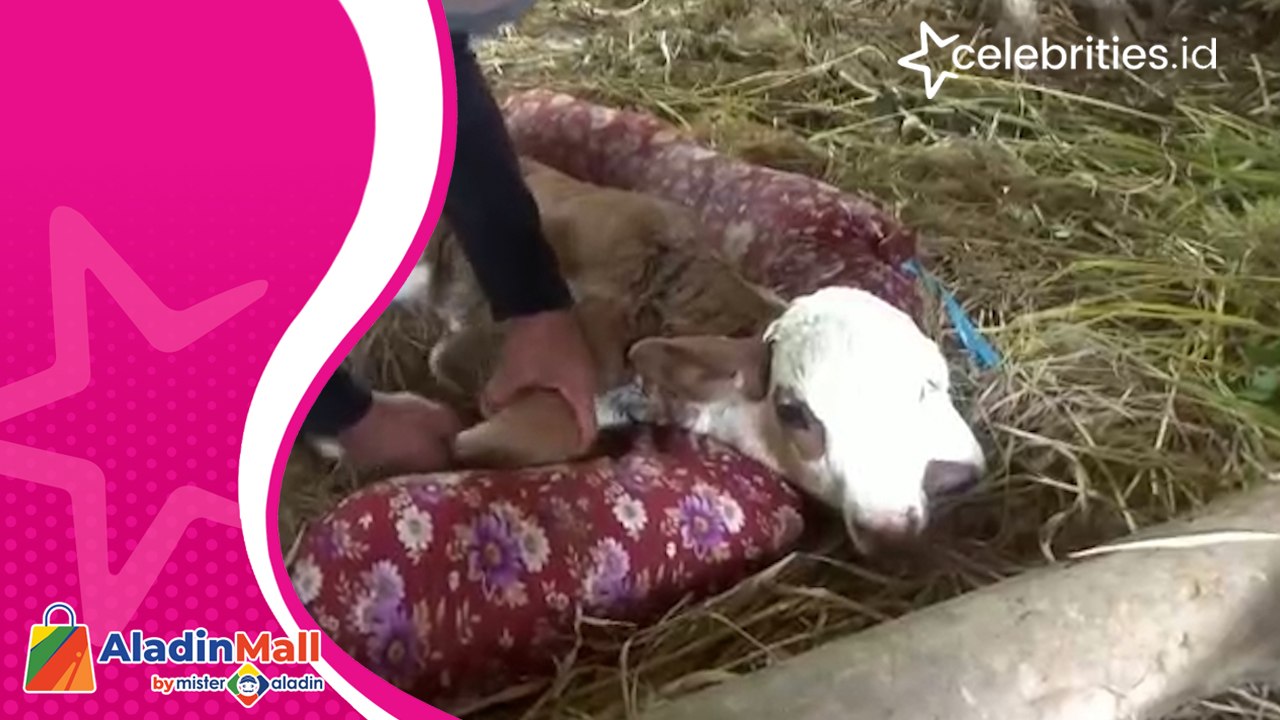 Fenomena Langka, Sapi Berkepala Dua Lahir di Gunungkidul Hebohkan Warga