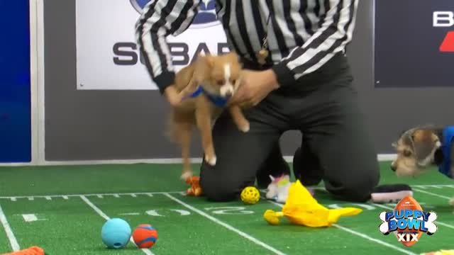 En la previa de la Super Bowl llega la Puppy Bowl