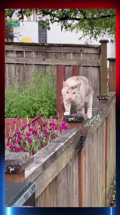 Baby Cats , Cute cats 2023 - Try not to laugh ? #foryou #Viral Videos #Shorts #Short