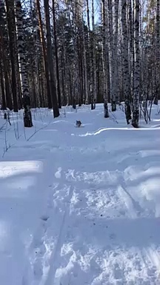 ⁣Funny animals! funny animals short video