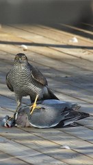 SI TU VOIS CET OISEAU C’EST QUE TU ES CHANCEUX