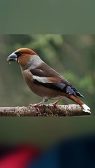 EST-CE VRAIMENT UN OISEAU ?