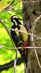 QU’EST-CE QUI FAIT TOC TOC TOC ?