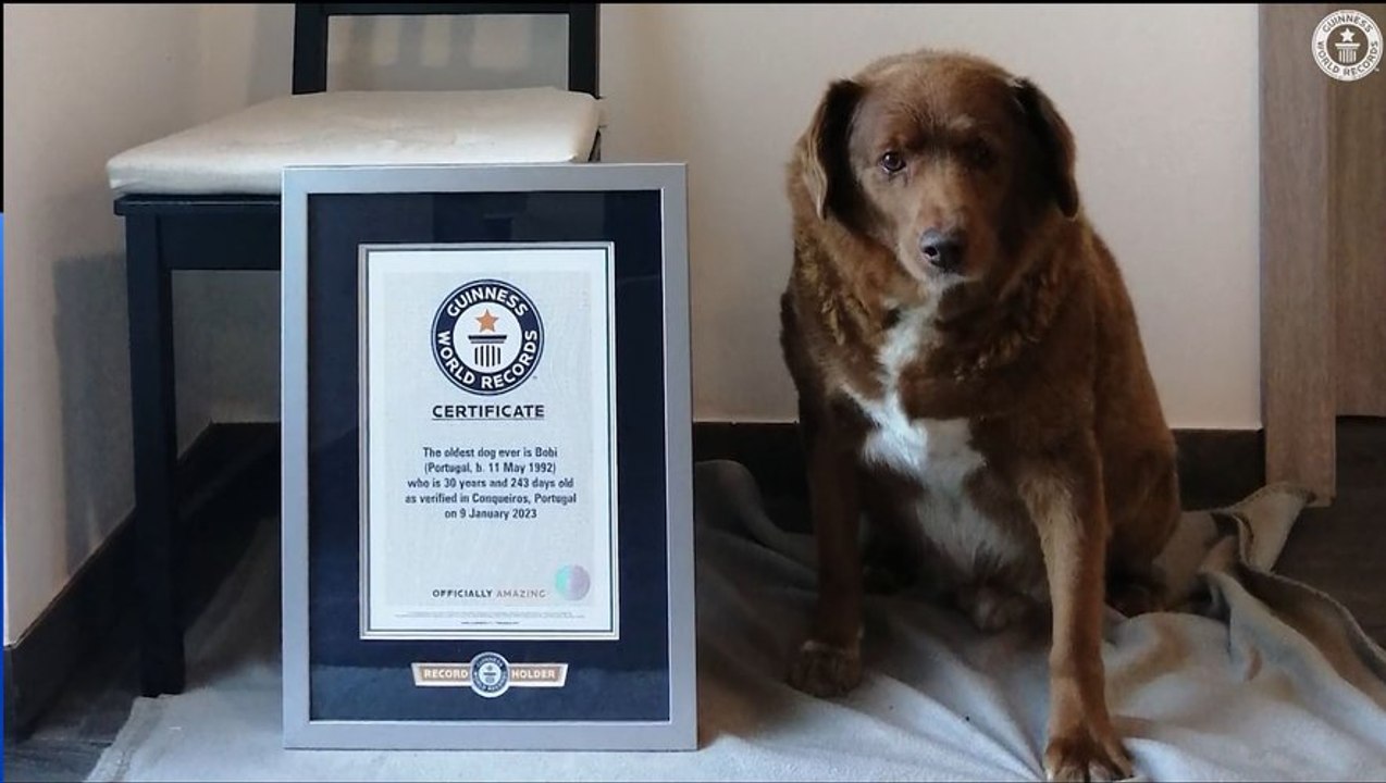 Agé de plus de 30 ans, Bobi est le plus vieux chien du monde
