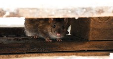 Dérangés par l'odeur, ses voisins alertent les autorités, qui découvrent qu'elle vit avec... 800 rats