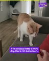 Feline Fetch Frenzy