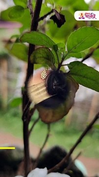 संकष्टी चतुर्थीला चुकूनही करू नका shorts