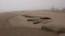 Influenza aviaria, in Perù leoni marini morti sulle spiagge