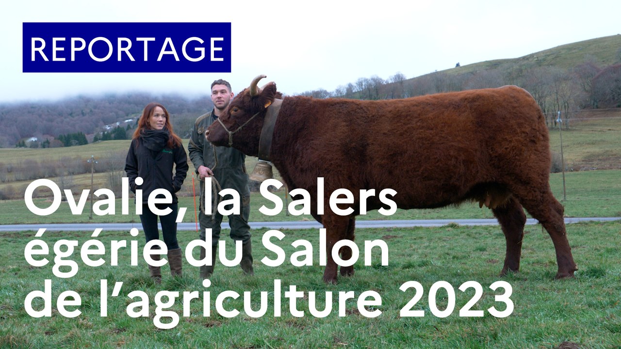 Ovalie, la Salers égérie du Salon de l'agriculture 2023