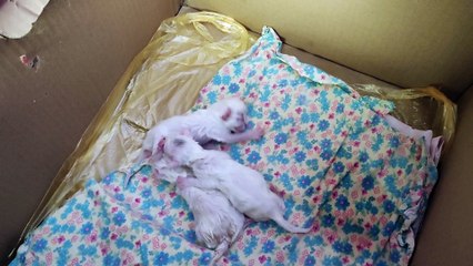 My cat is giving birth