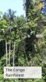 10 Largest and Most Biodiverse Forests on Earth #shorts