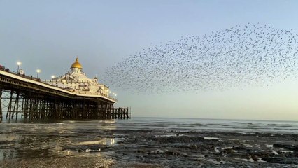 Starling murmurations in Eastbourne