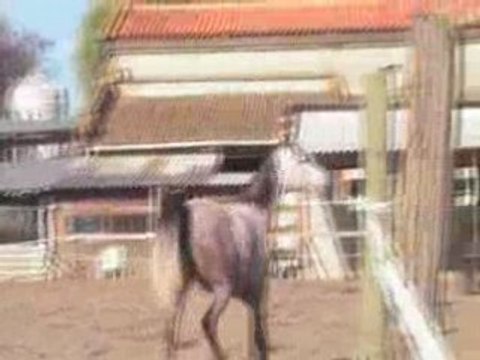 Orane en liberté oxer