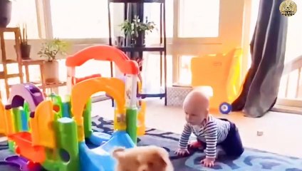 dogs funny movement capture in homes