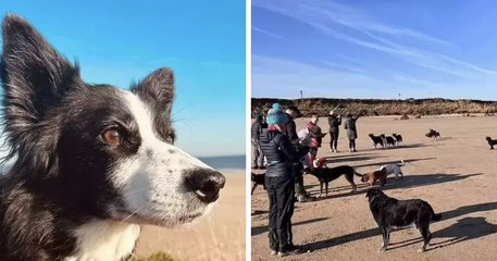 Angleterre : trente chiens se joignent à une chienne mourante pour sa dernière balade