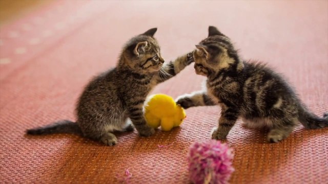 Gli animali domestici fanno bene alla nostra salute