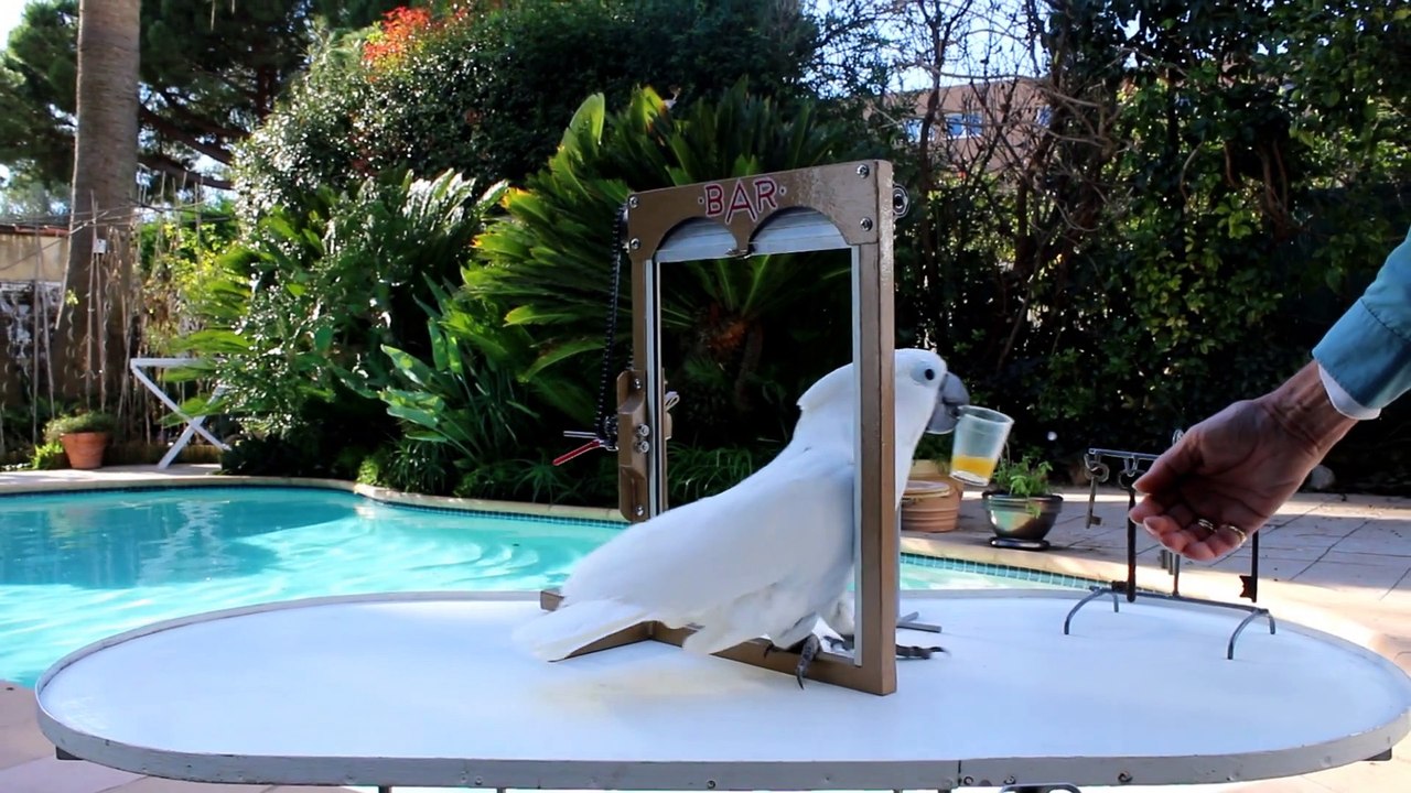 Smudge The Smartest Cockatoo video Dailymotion