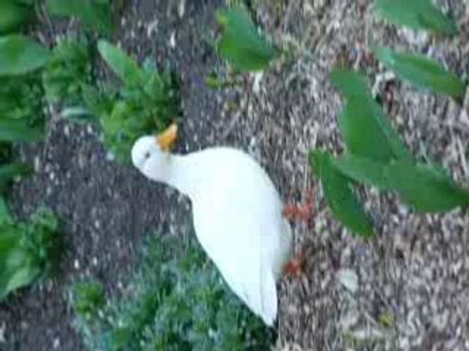Canard