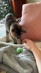 Baby Yuna Plays Fetch