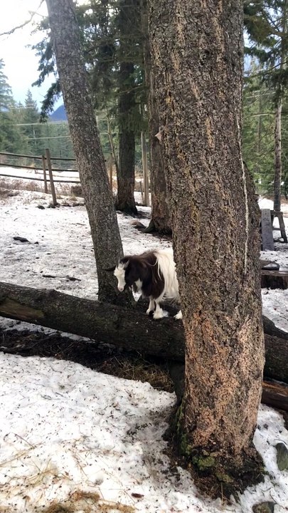 Fainting Goat Is Determined To Succeed