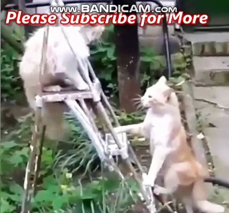 NK FUNNY PETS #8