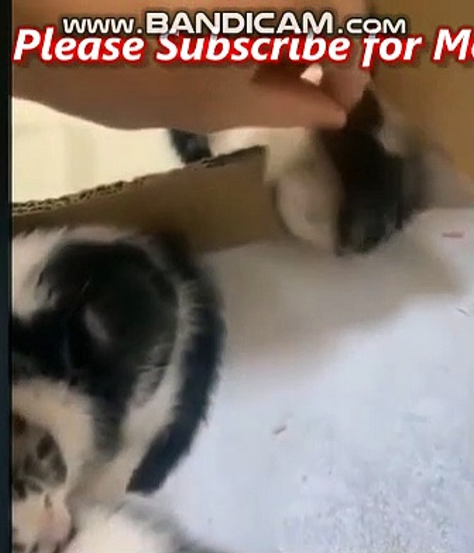 NK FUNNY PETS # 19