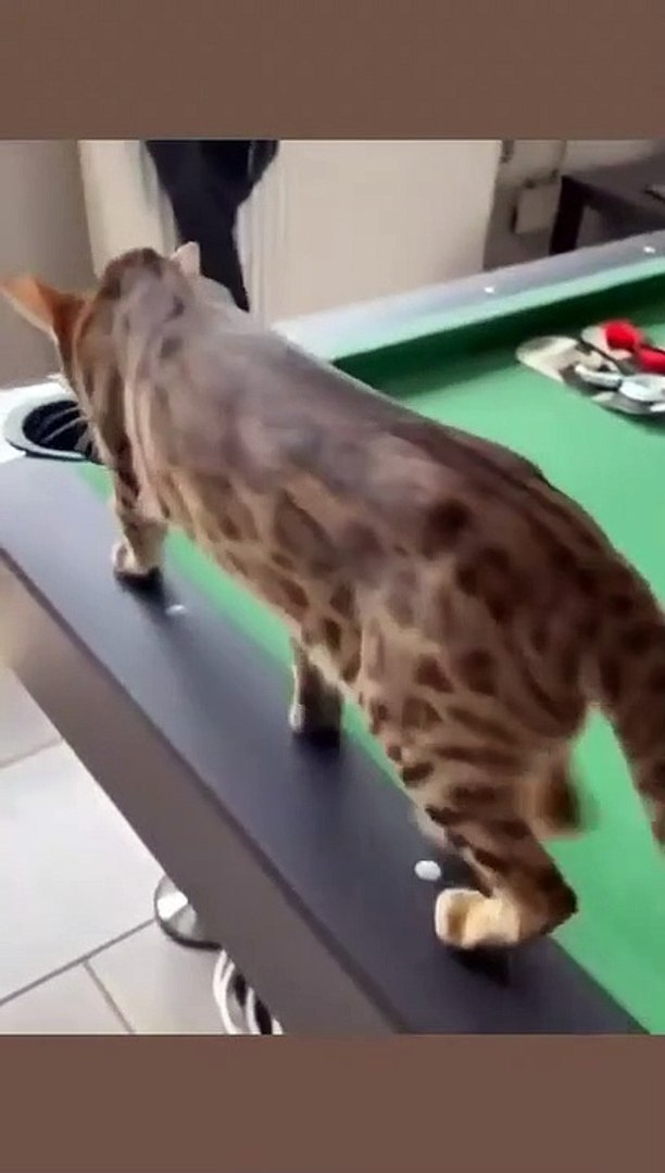 ⁣Cat funny। Cat cute videos।Cat funny videos। Cat playing। cat memes videos। cat kittens videos