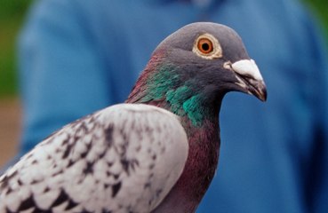 Pigeons Match AI in Brainpower 🧠