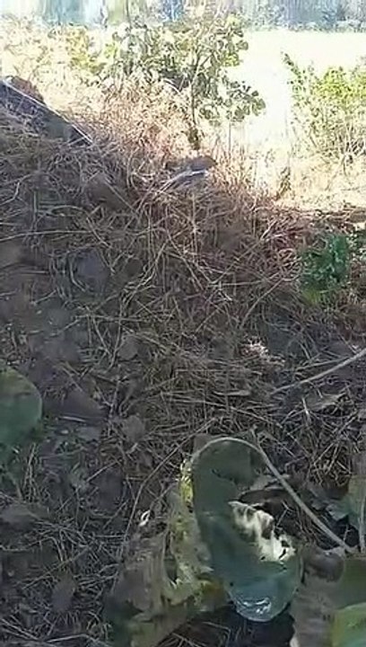 Huge python found crawling near the farm